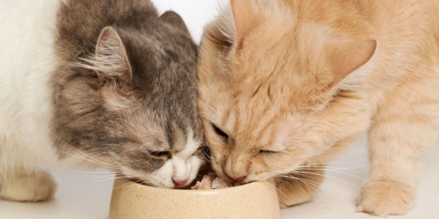 Why Does My Cat Steal My Other Cat s Food A Veterinarian Explains 