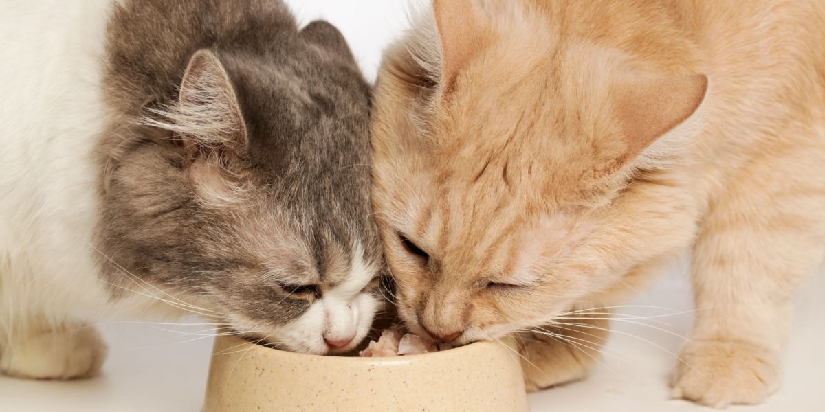 The image captures a harmonious moment of two feline companions enjoying their meal together.