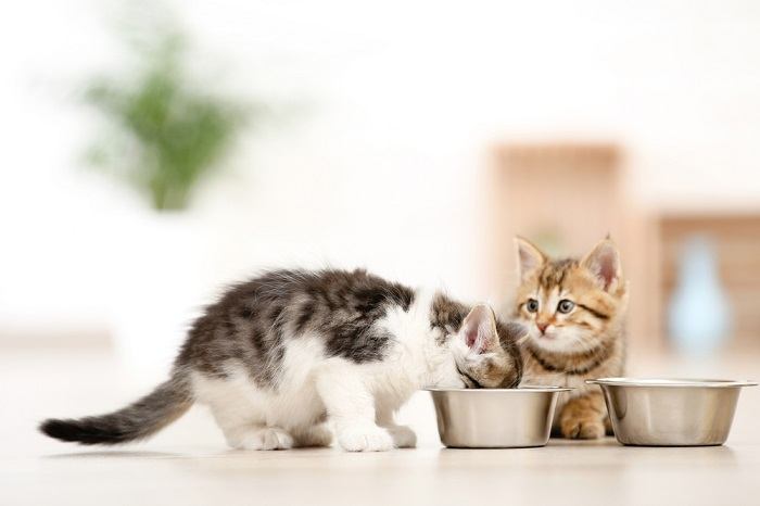 Two kittens eating side by side.