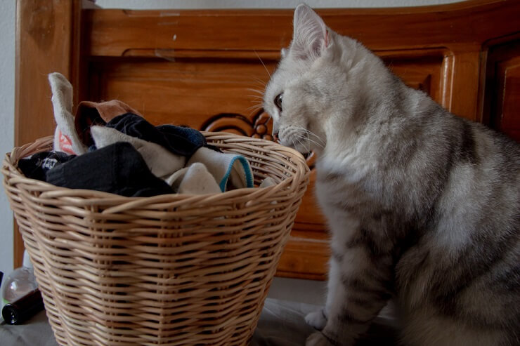 An image of a cat smelling used clothes, possibly displaying feline curiosity or interest in the scents on the garments.