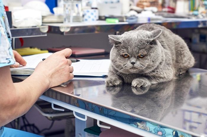Veterinarian conducting a thorough check-up on a sick cat, carefully examining its condition with a stethoscope, displaying professionalism and care.