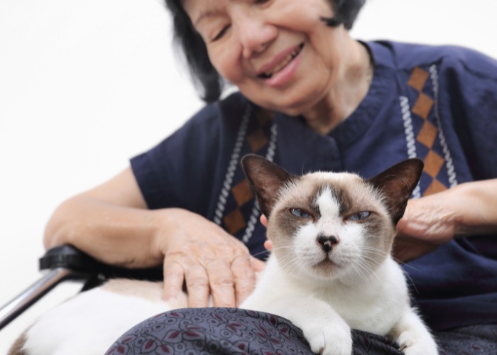Image portraying a woman sitting with a cat in her lap and engaging in a conversation.