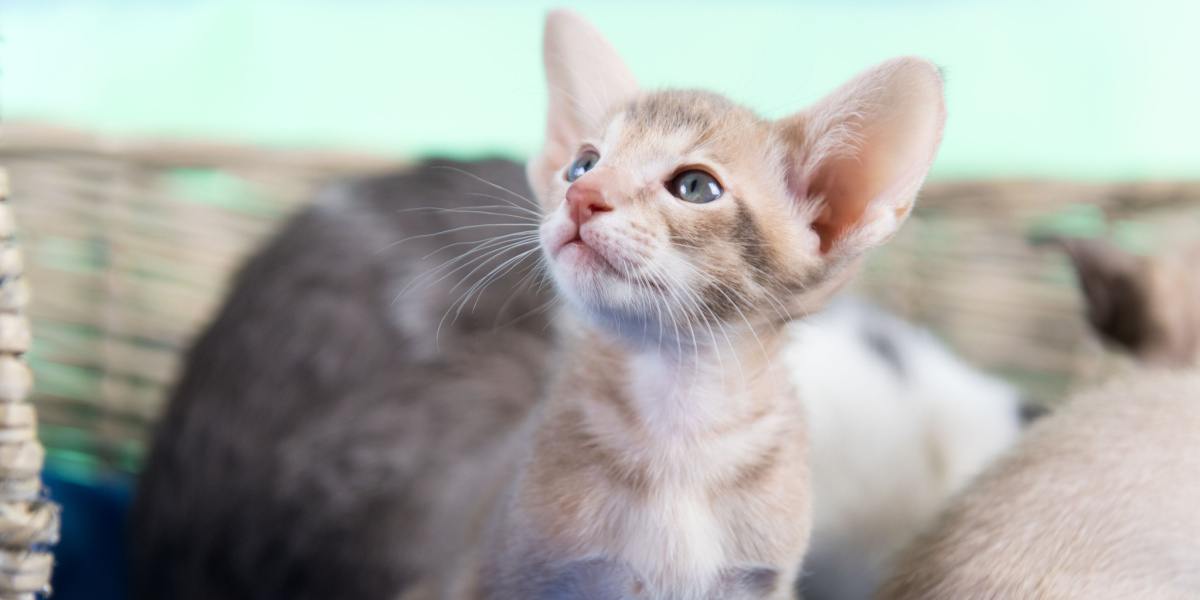 St. Louis cats, Beloved cat adopted by nursing home