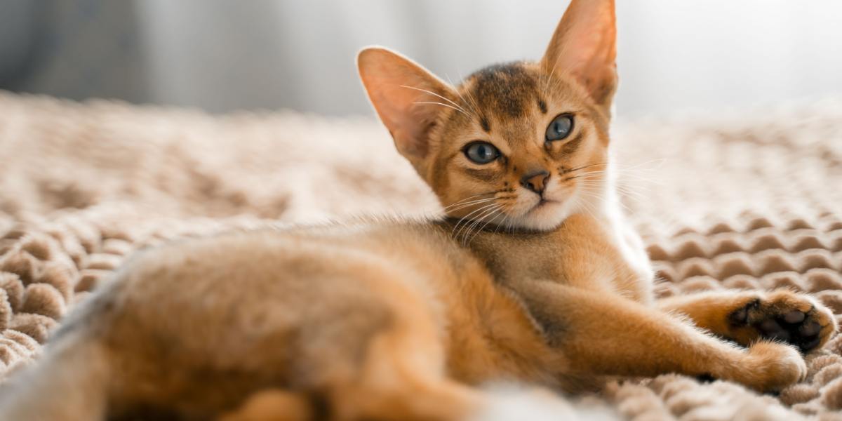 Abyssinian Cat on bed
