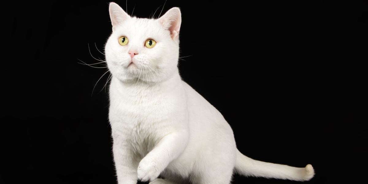 a white cat with yellow eyes