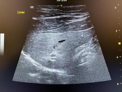 View of Ultrasound for Cats: Costs & Procedure Explained - Cats.com