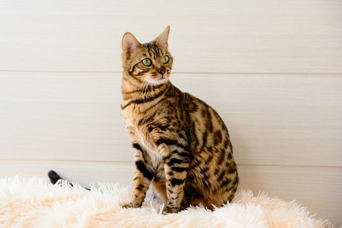 Image of a Bengal cat on the carpet.