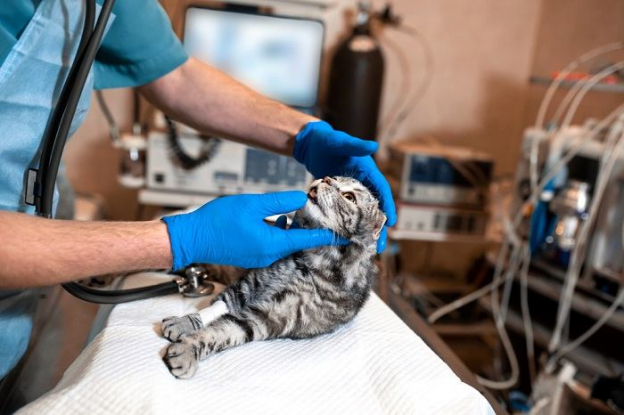 Picture of Cat Anesthesia: How it Works, Costs, & Side Effects - Cats.com