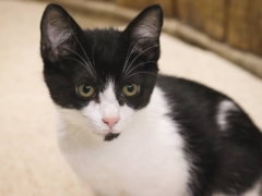 Close Up Black & White Kitten Indoors