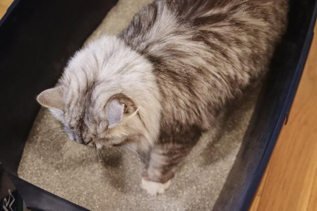 Vet Approved Cat Stool Chart: Decoding Your Cat's Poop - Cats.com
