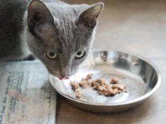 Fancy Feast Kitten Tender Turkey Feast Wet Canned Cat Food