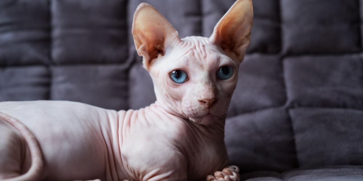 stupid looking cat breed