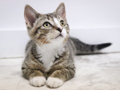 kitten looking to mother