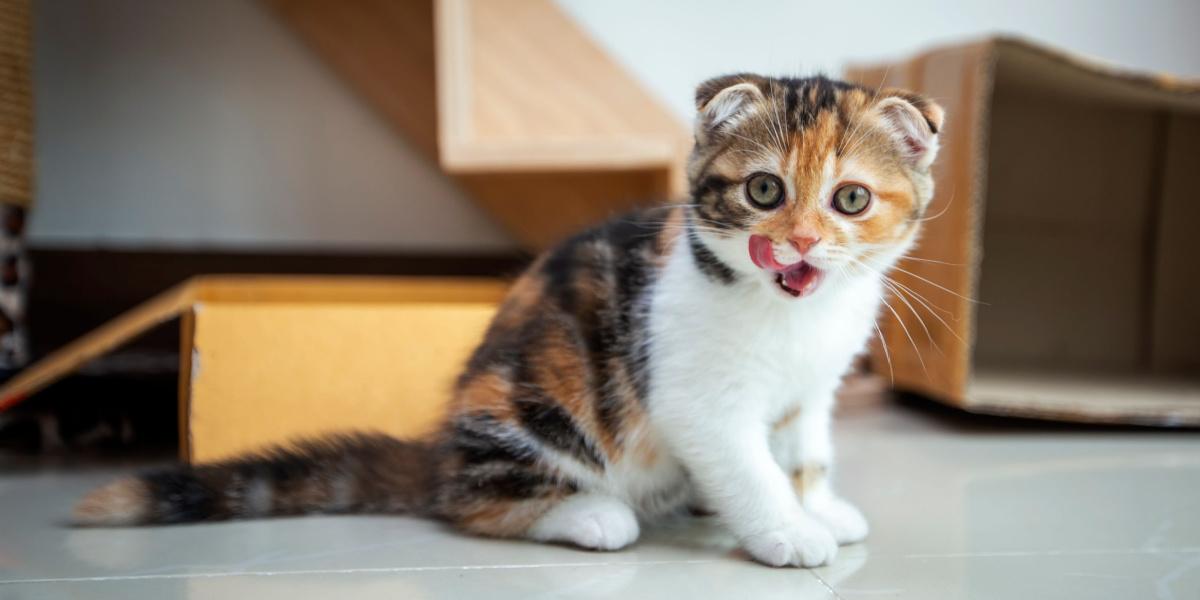 Playful Scottish Fold cats having fun in a house.