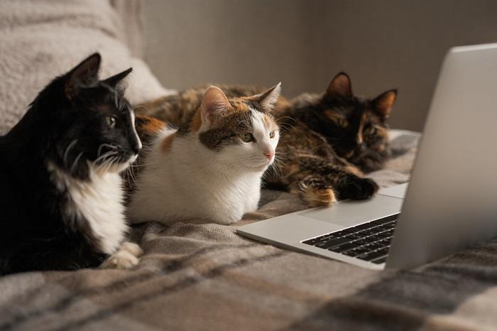 Adorable image of three cats curiously gazing at a laptop screen, capturing their collective intrigue and engagement with the digital world.