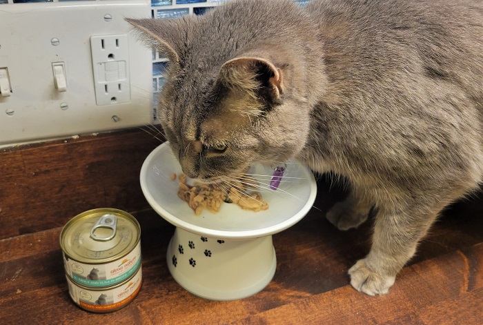 cat eating almo nature wet cat food