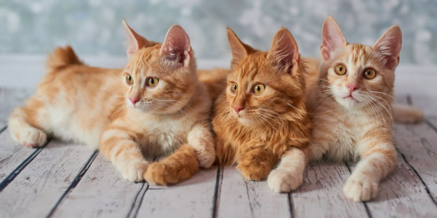 100 Amazing Names for American Bobtail