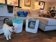 Best Litter Boxes for a Small Apartment featured image