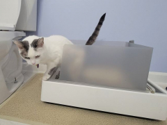 Cat using a litter box in the apartment