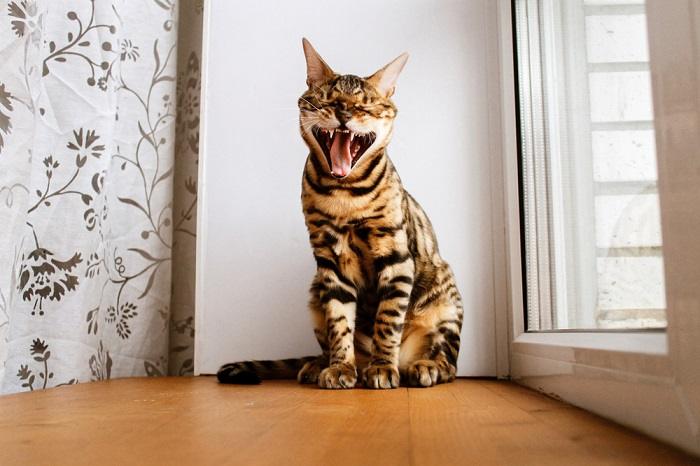 A striking image of a Bengal cat captured mid-yawn, displaying its distinctive markings and graceful posture, adding to the allure of this elegant and captivating feline breed in a moment of natural behavior.