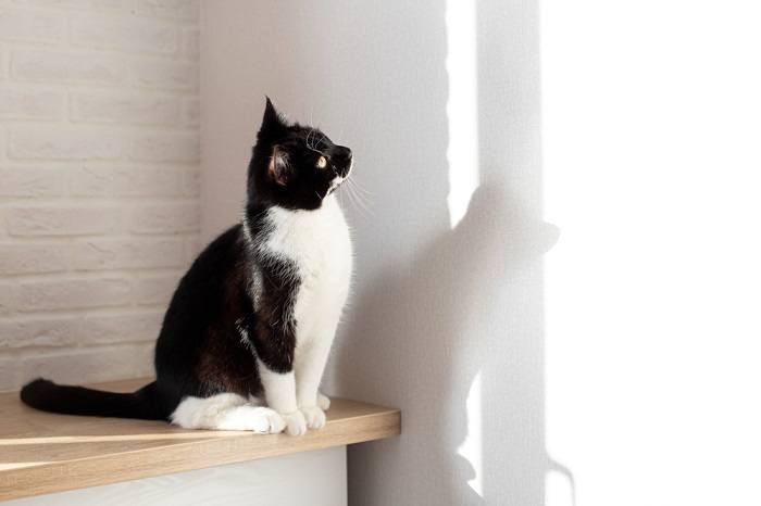 A black and white cat looking intently at a wall or an object.