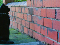 An intriguing image of a black cat staring intently at a wall, exhibiting a focused and contemplative expression, inviting curiosity about the source of its attention.