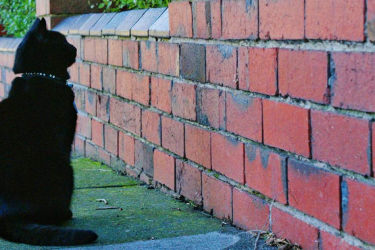 Why Is My Cat Staring at the Wall?