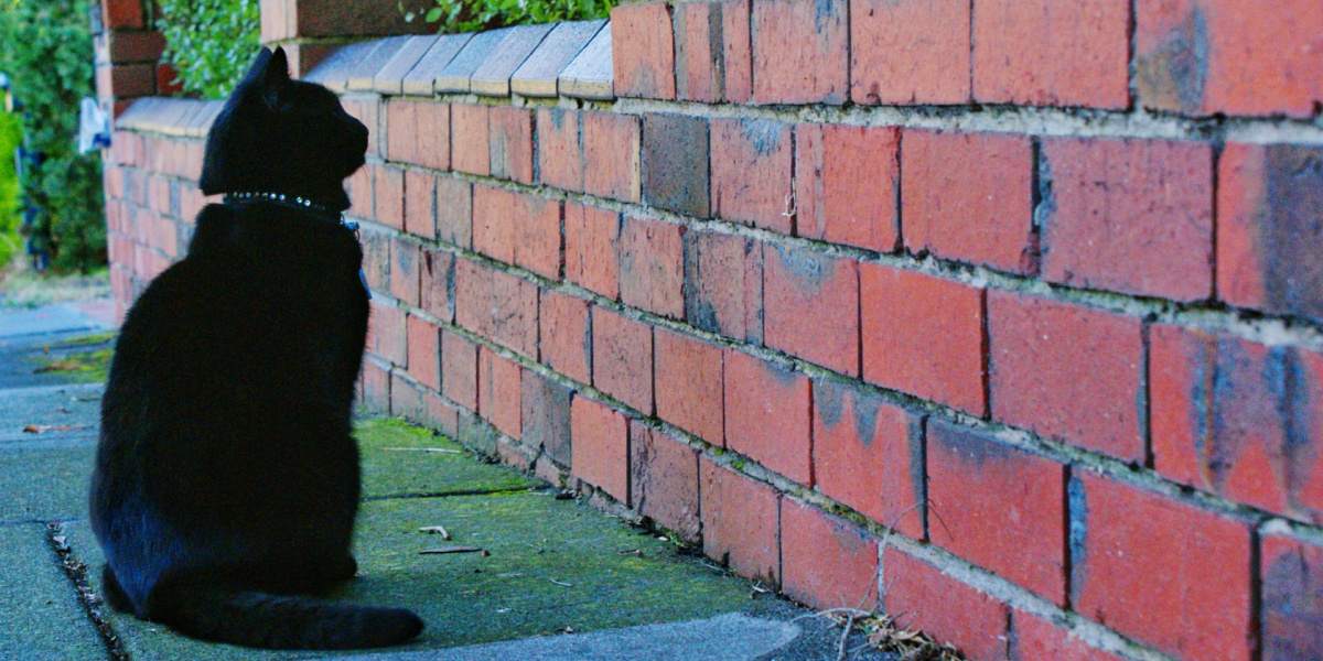 An intriguing image of a black cat staring intently at a wall, exhibiting a focused and contemplative expression, inviting curiosity about the source of its attention.