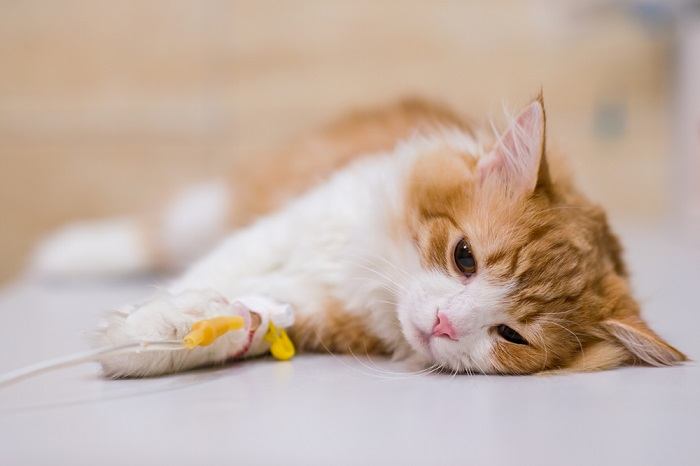 The image depicts a cat receiving injectable anesthesia, likely as part of a medical procedure or treatment due to illness.