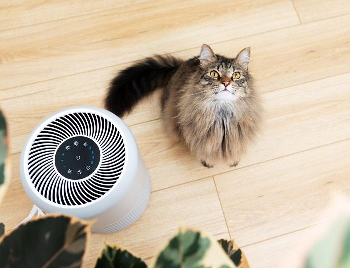 cat and air purifier