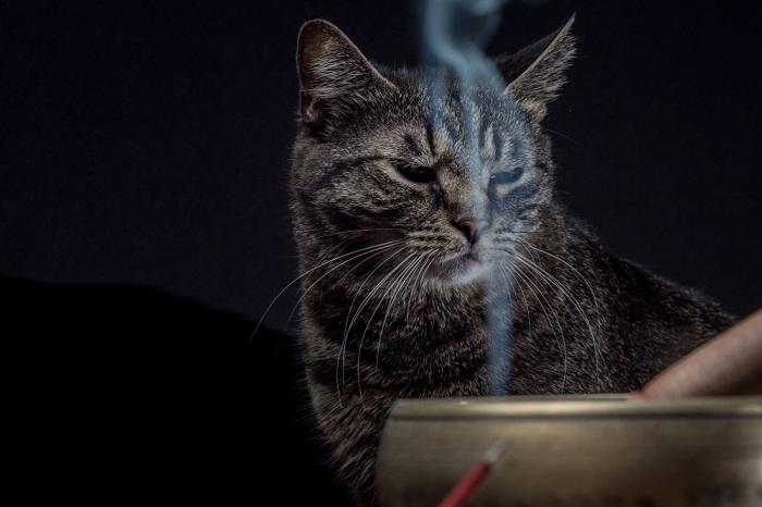 cat smelling incense smoke