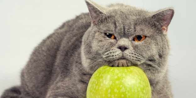 120 Food Names For Cats