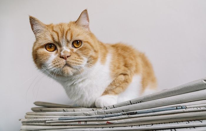 Image capturing a cat curiously exploring a newspaper, reflecting their inquisitive nature and penchant for investigating their surroundings.