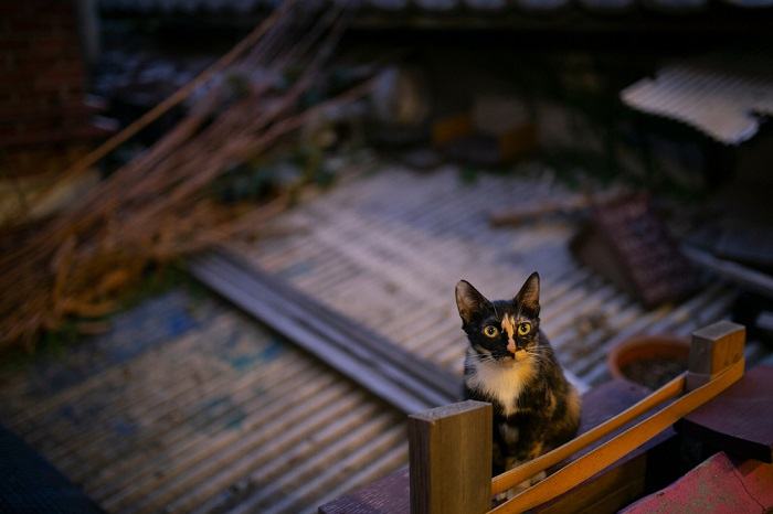cat in the roof