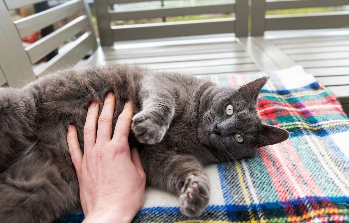 Cat enjoying a belly rub