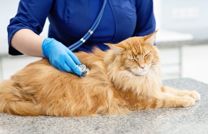 vet checking cat