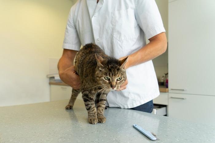 Image depicting a cat undergoing a veterinary check-up.