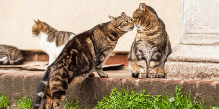 How Do Cats Communicate With Each Other A Veterinarian Explains Cats How Do Cats Communicate With Each Other A Veterinarian Explains Cats