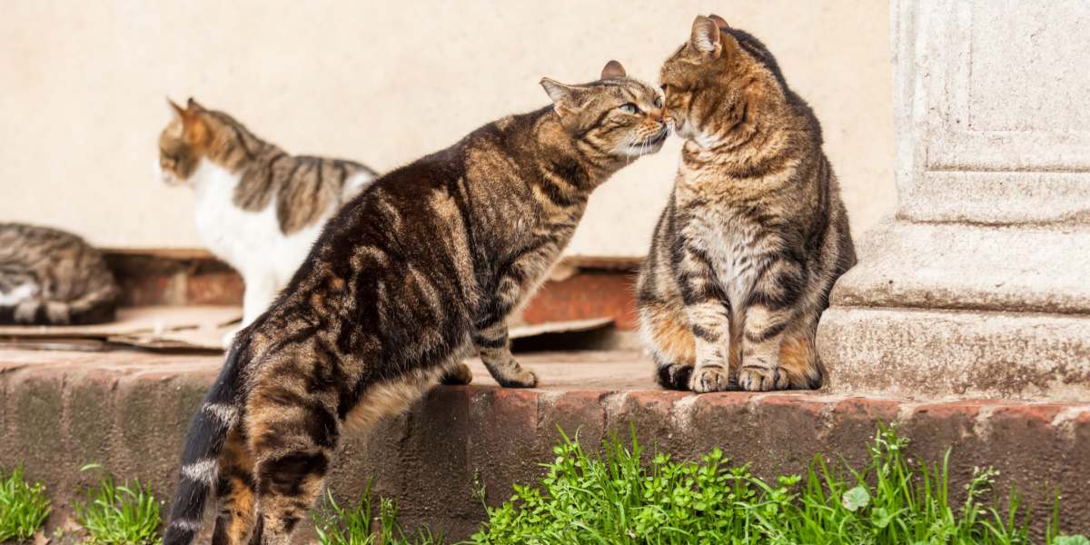 Two cats engaged in communication and interaction, demonstrating feline social behavior.