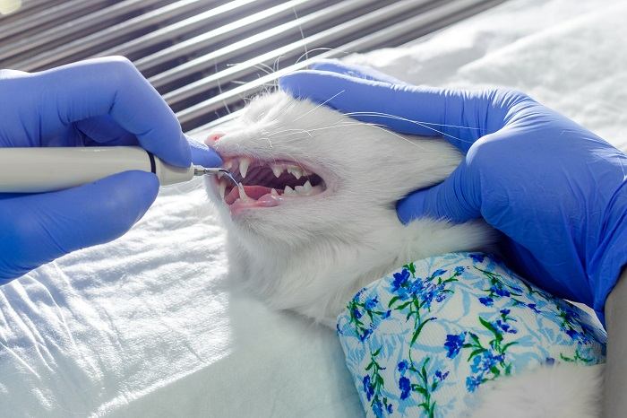 cat under dental treatment