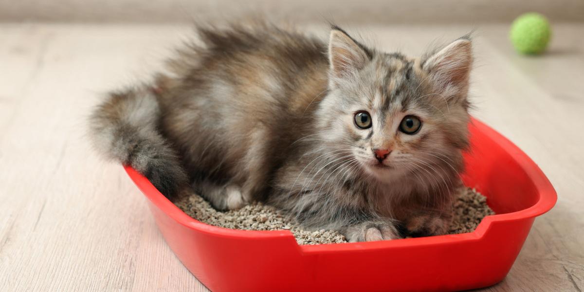 A cat in the process of digging in a litter box, using its paws to create a comfortable and suitable spot for elimination.