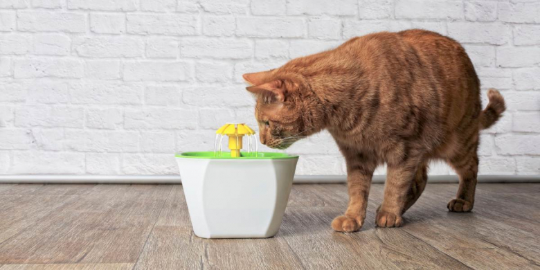View of How To Train a Cat To Use a Water Fountain - Cats.com