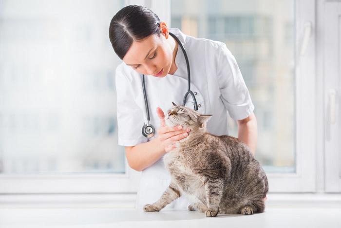 Image illustrating a follow-up visit with a veterinarian for a cat.