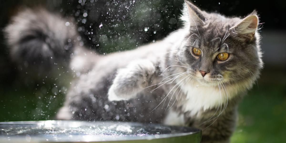 Cat expressing dislike for water in a humorous manner