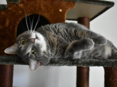 cat head tilt cat trees