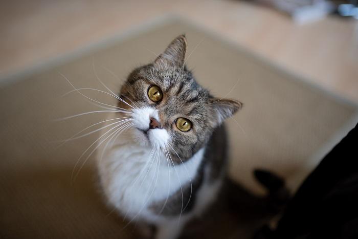 Curious cat with a charming head tilt, displaying an inquisitive and endearing posture that captures the essence of feline curiosity and playfulness.