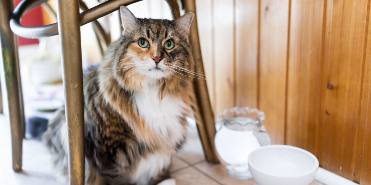 Cat hiding its food