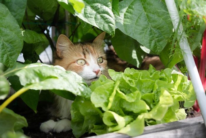 Image of a cat hiding within a plant, showcasing its natural inclination to find cozy and concealed spots for relaxation.