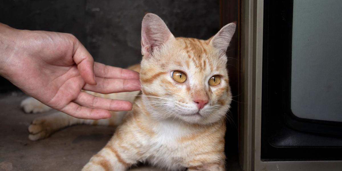 In the image, a cat appears to be ignoring its owner, showcasing the independent and sometimes aloof nature of felines. 