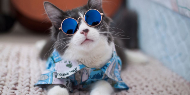150 Best Hawaiian Cat Names With Meanings
